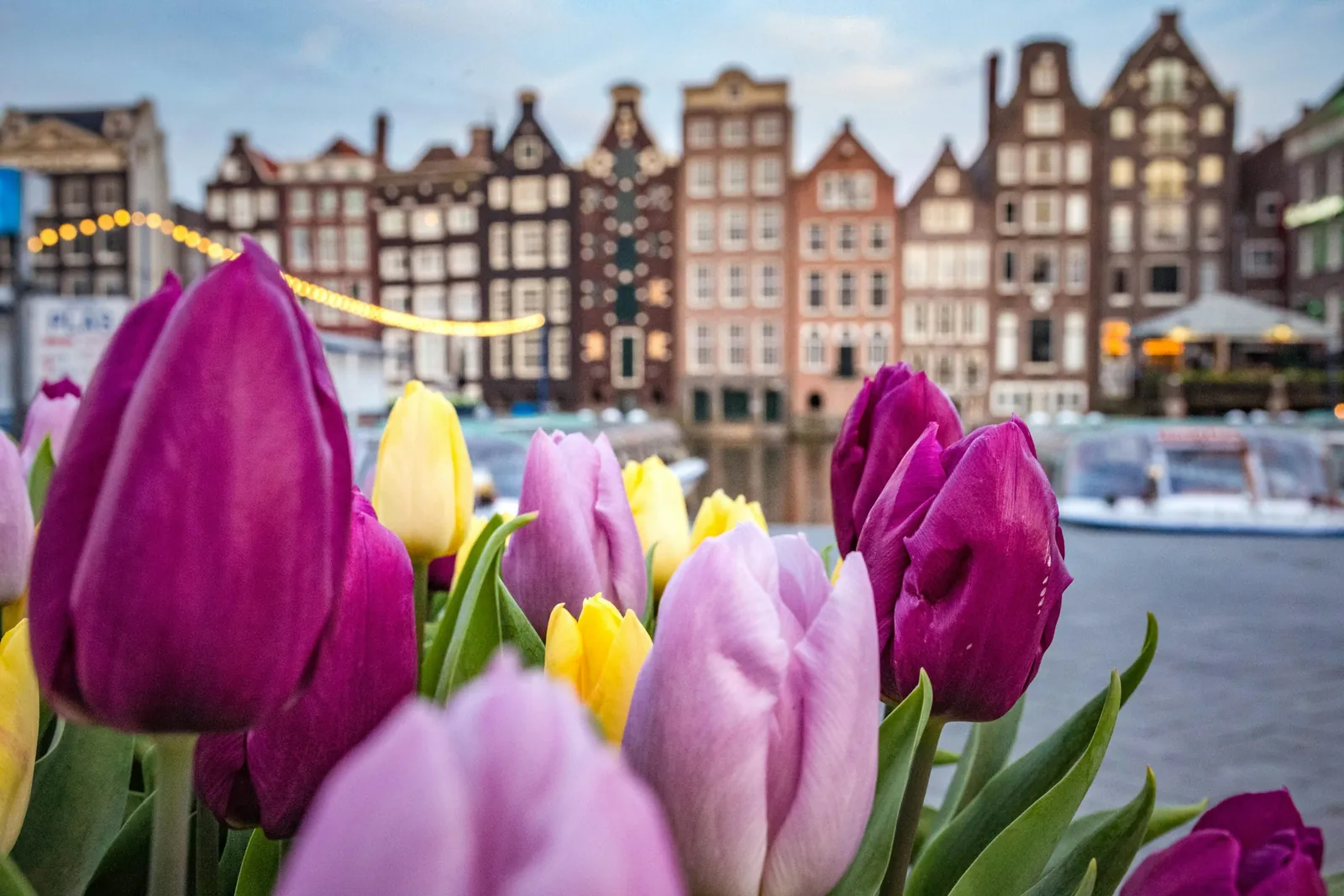 Tulipas roxas e amarelas em frente às casas altas e estreitas do Damrak, à beira do canal, em Amsterdã.