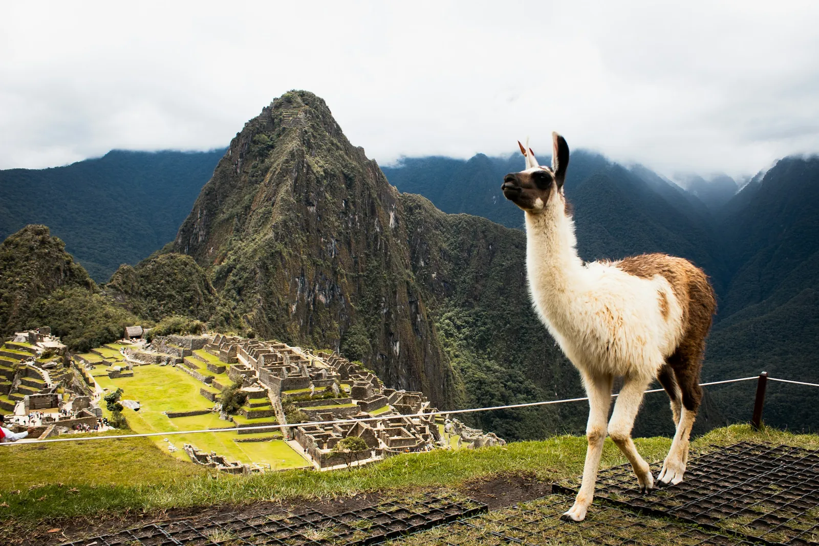 A llama stands on a grassy terrace above the stone ruins of Machu Picchu, with Huayna Picchu behind.