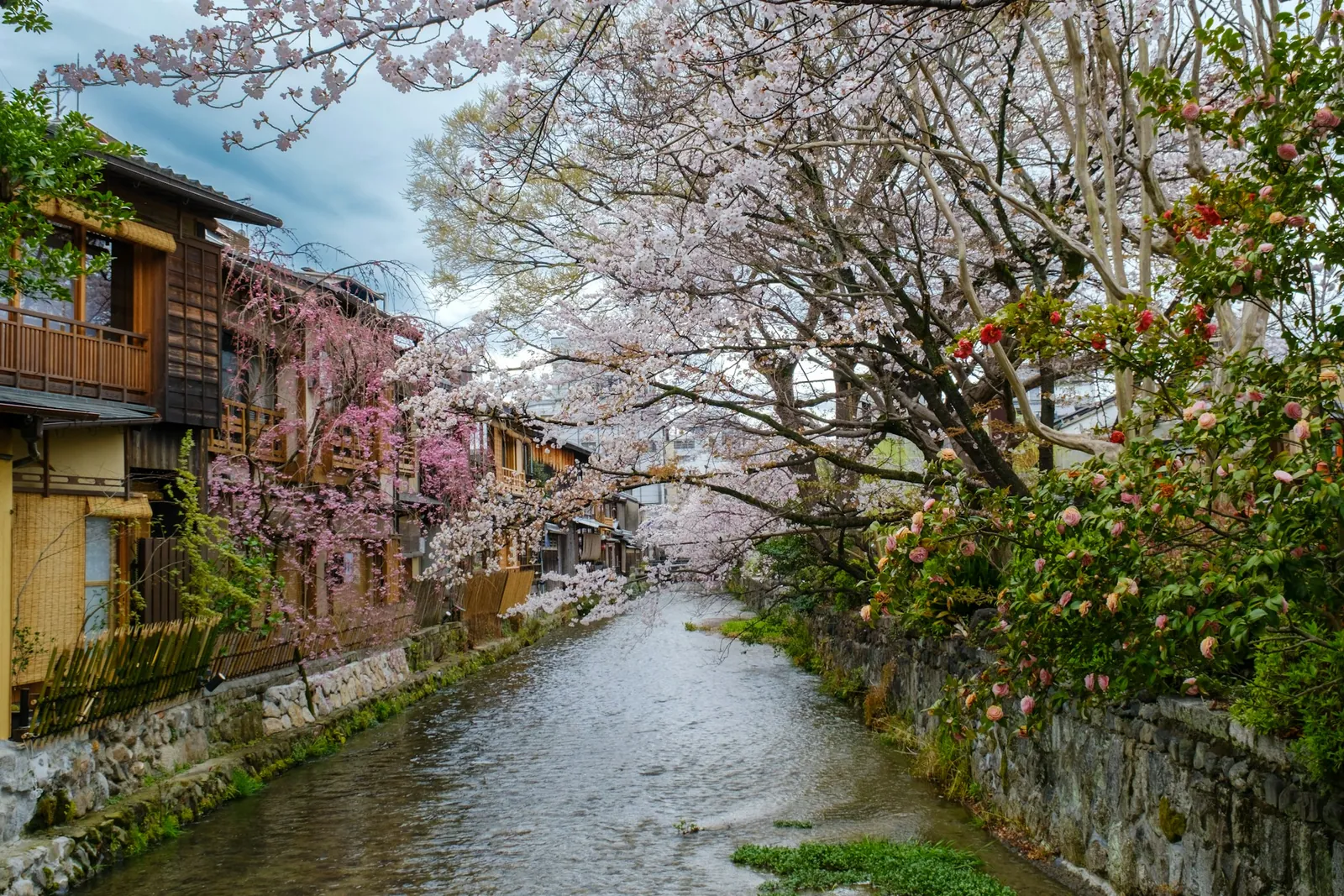 Cherry trees in full bloom lean over a narrow canal lined with traditional wooden houses in Kyoto.