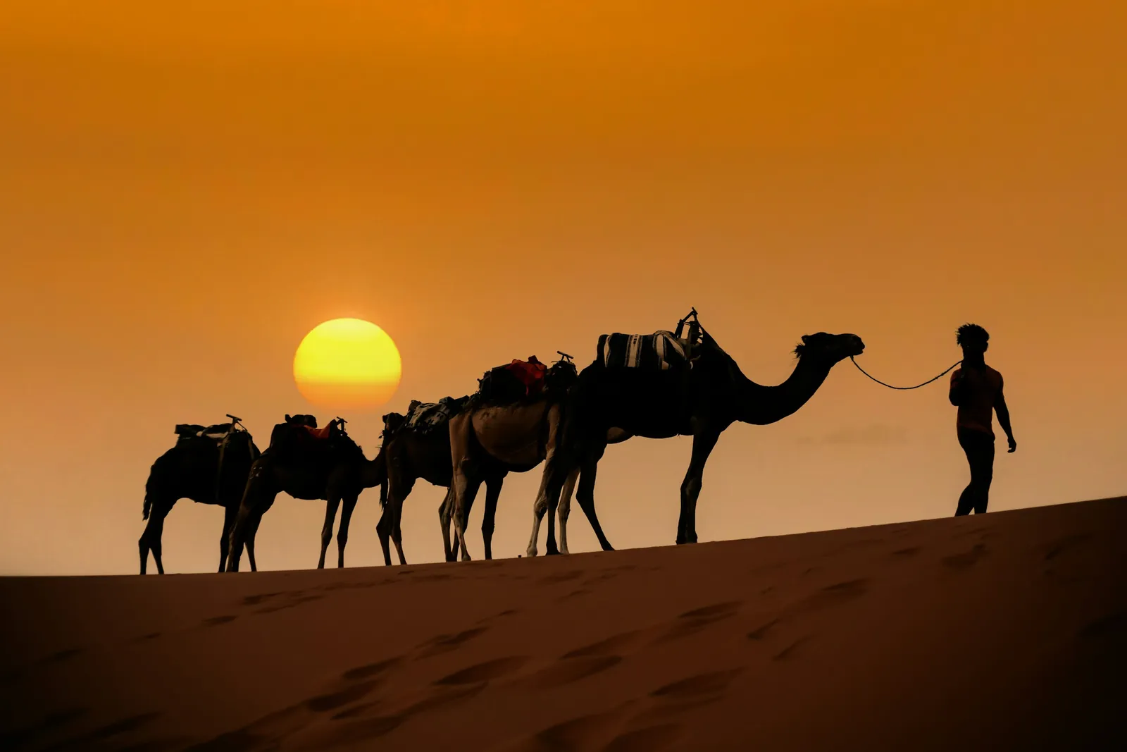 A guide leads a line of camels along a dune crest at sunset, silhouetted against the orange sky of the Sahara.